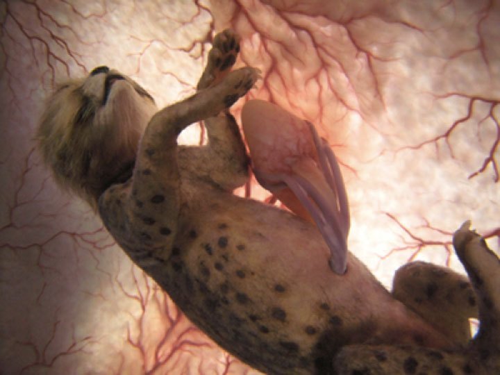 Cheetah before birth